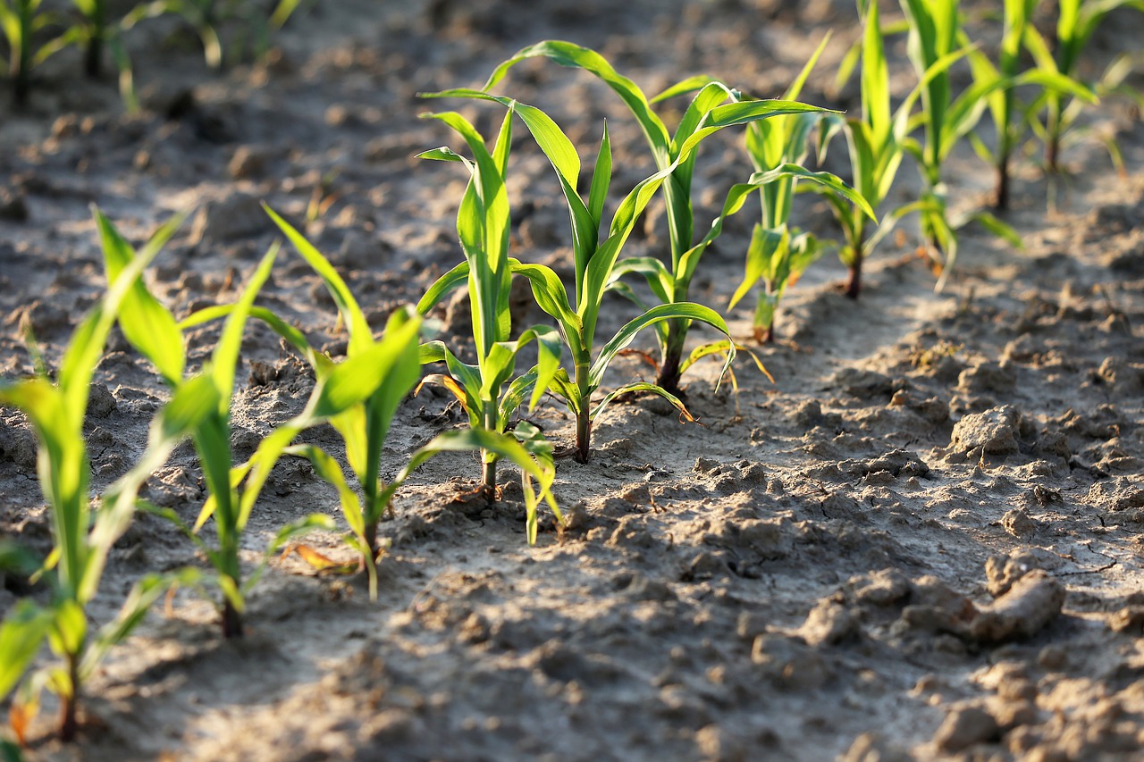 agriculture  young corn  rows free photo