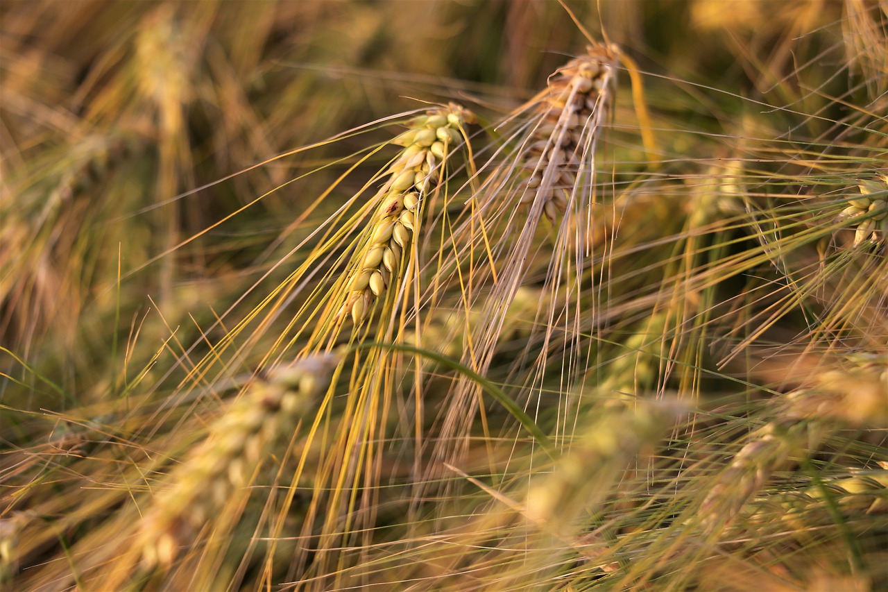 agriculture  barley in wind  plant free photo