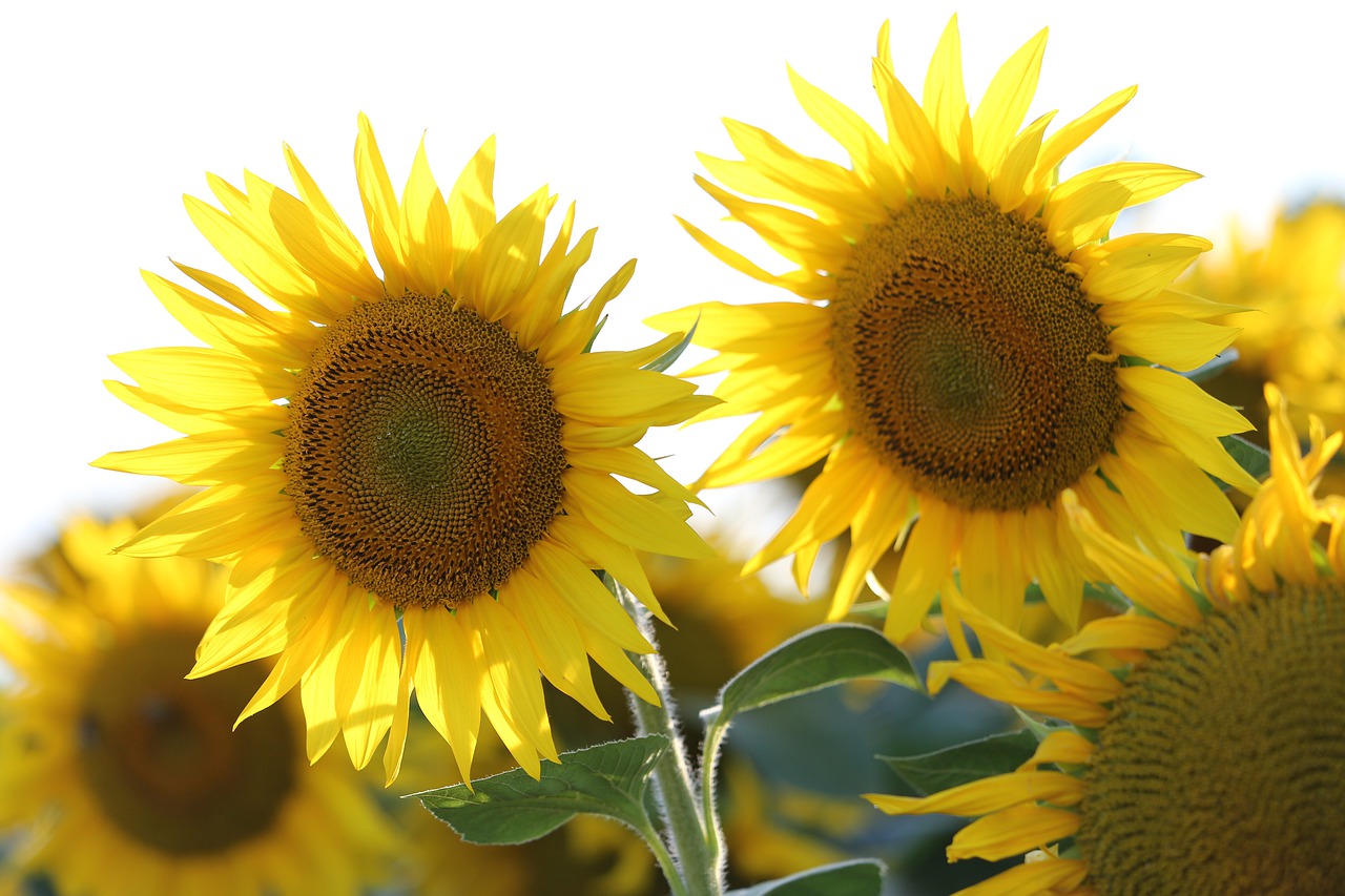 agriculture  sunflowers  bloom free photo