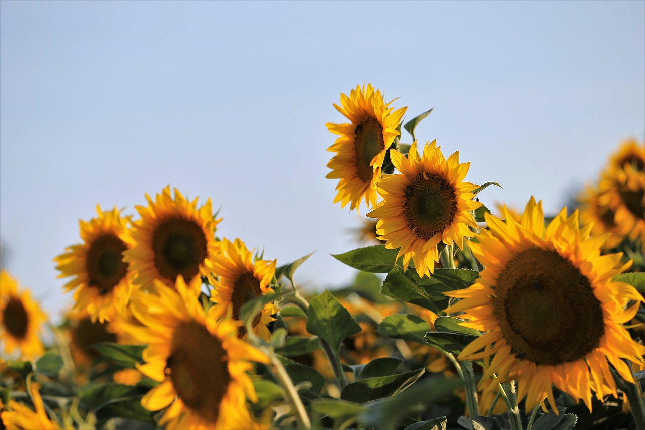 agriculture  sunflowers  bloom free photo