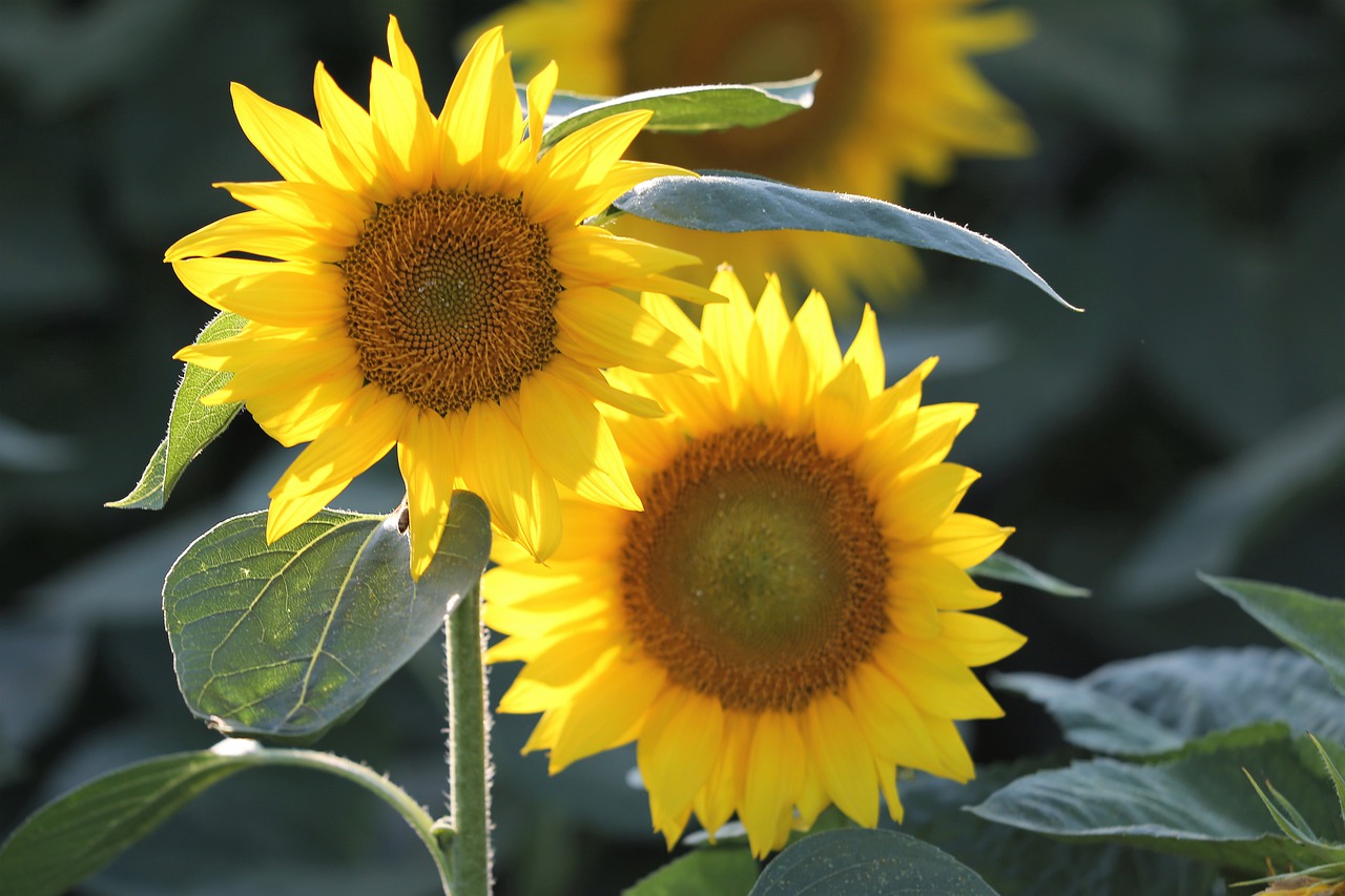 agriculture  sunflowers  bloom free photo