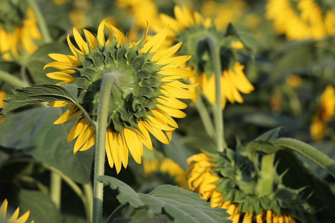 agriculture  sunflower  bloom free photo