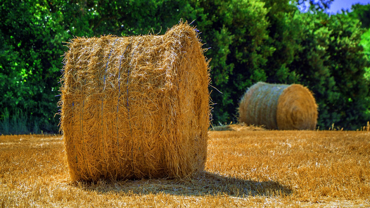 agriculture  harvest  field free photo