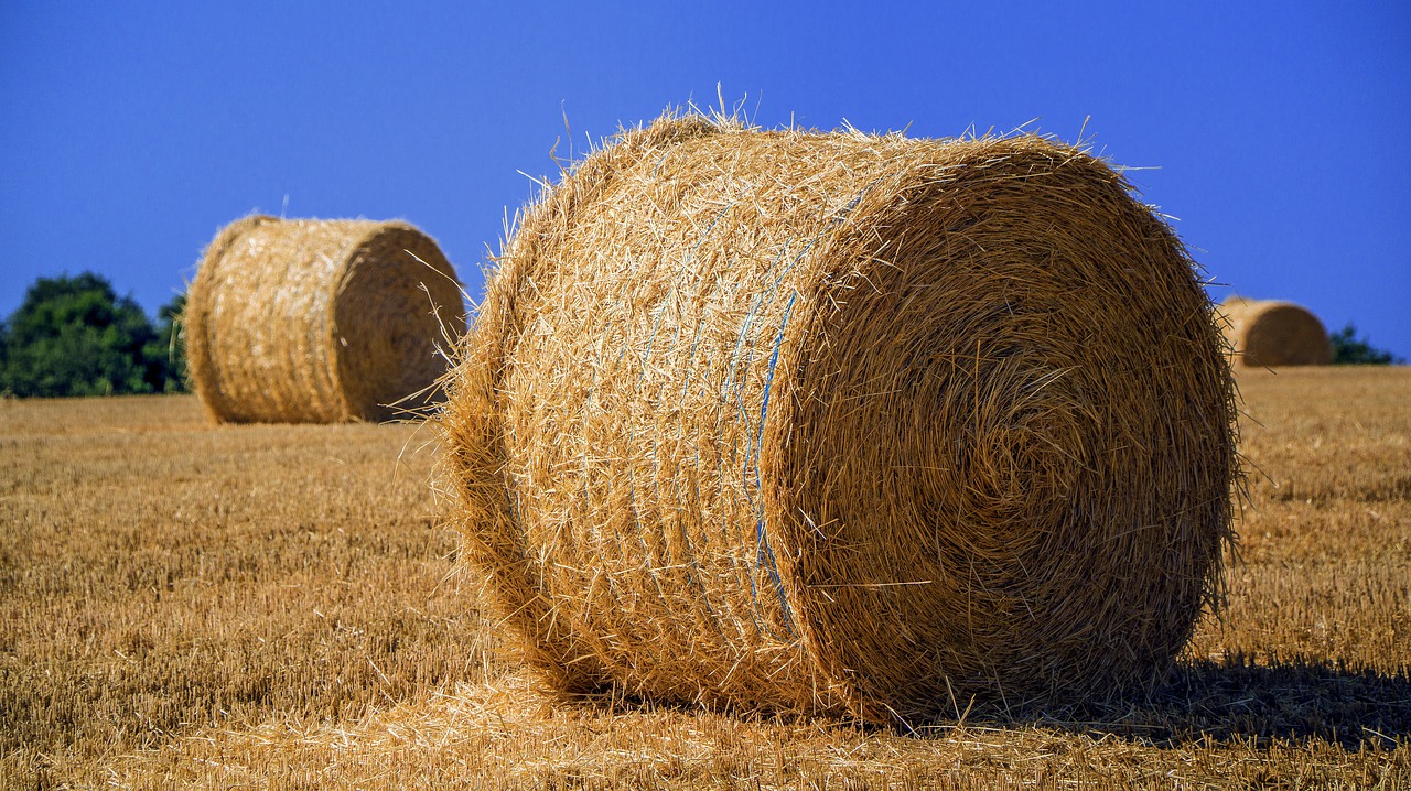 agriculture  harvest  field free photo