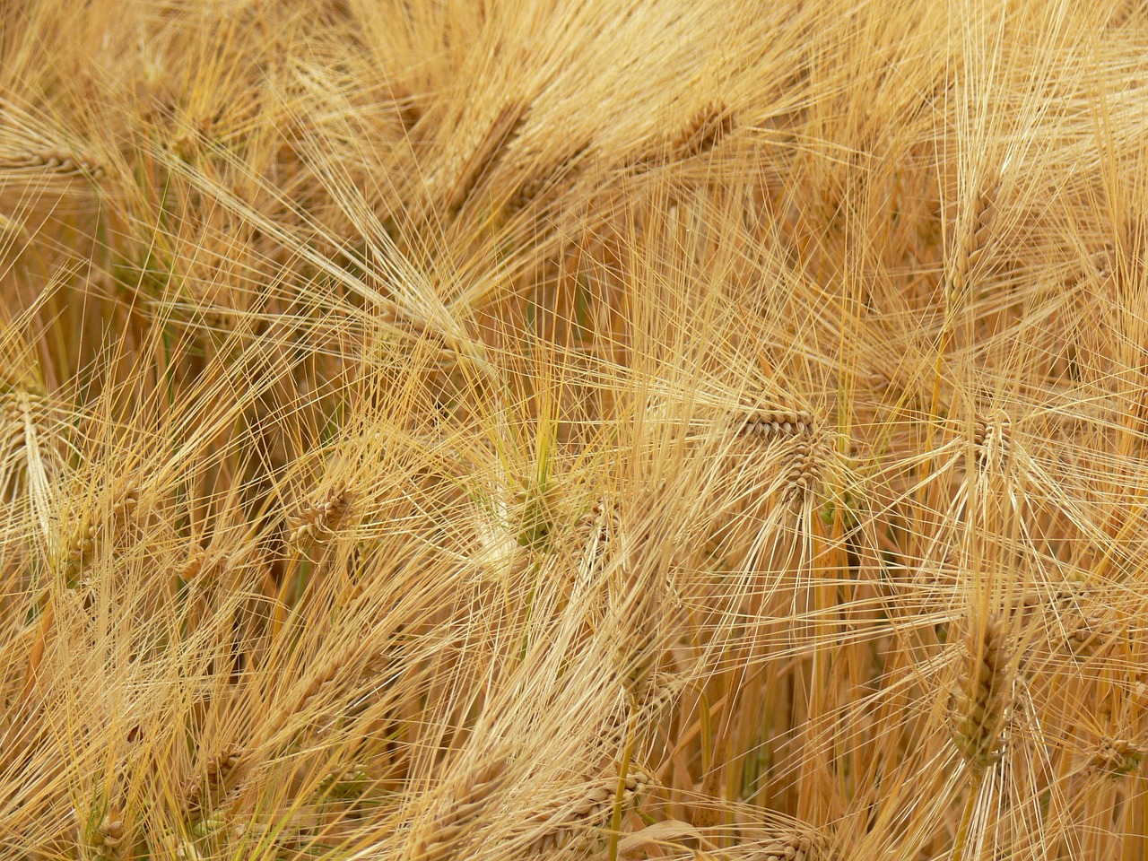 agriculture spike grain free photo