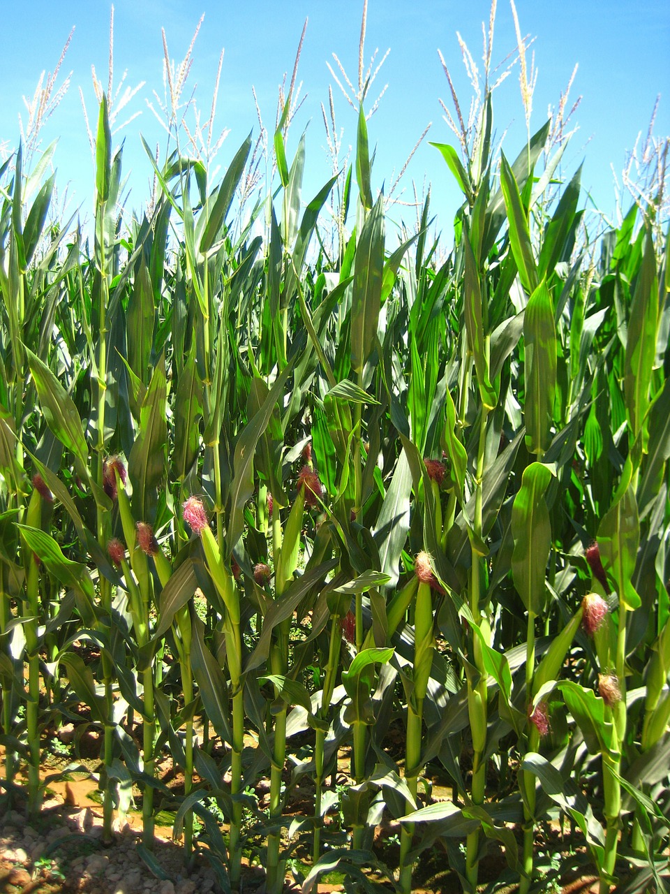 agriculture corn fields free photo