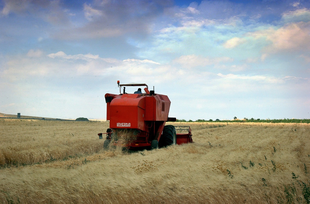agriculture puglia wheat free photo