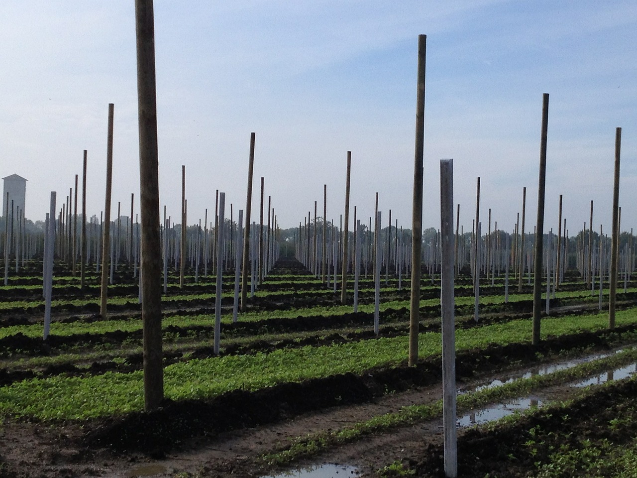 agriculture fruit orchard free photo