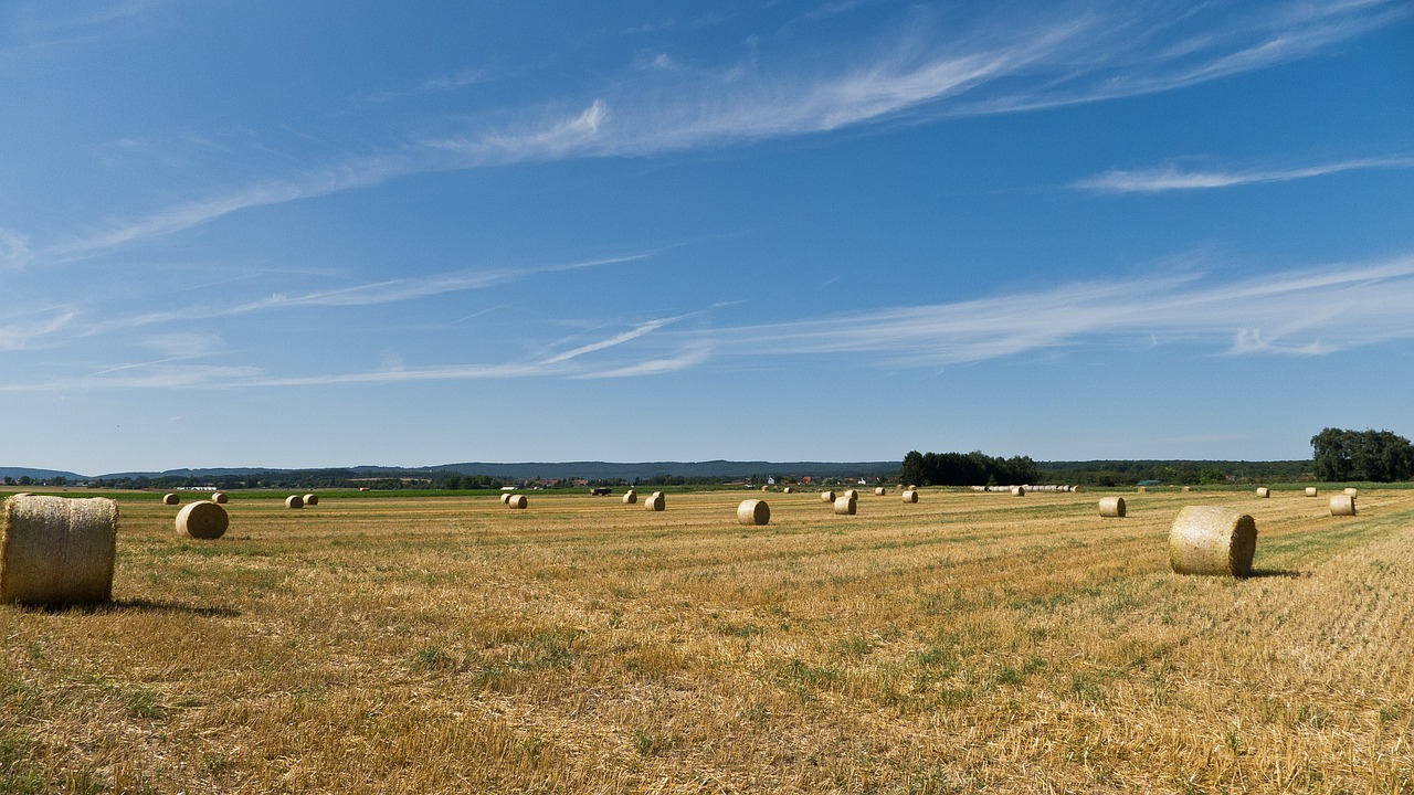 agriculture straw round bales free photo