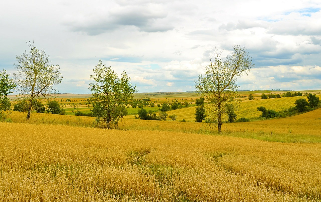 agriculture field wheat free photo