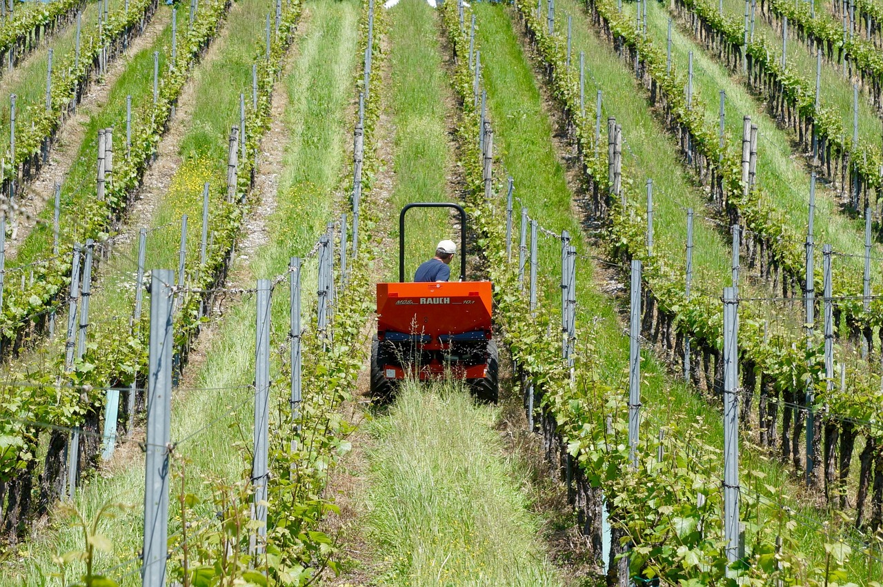 agriculture winery vines free photo