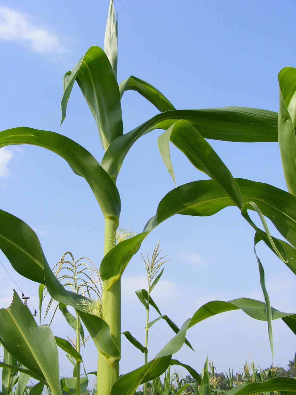 agriculture cob corn free photo