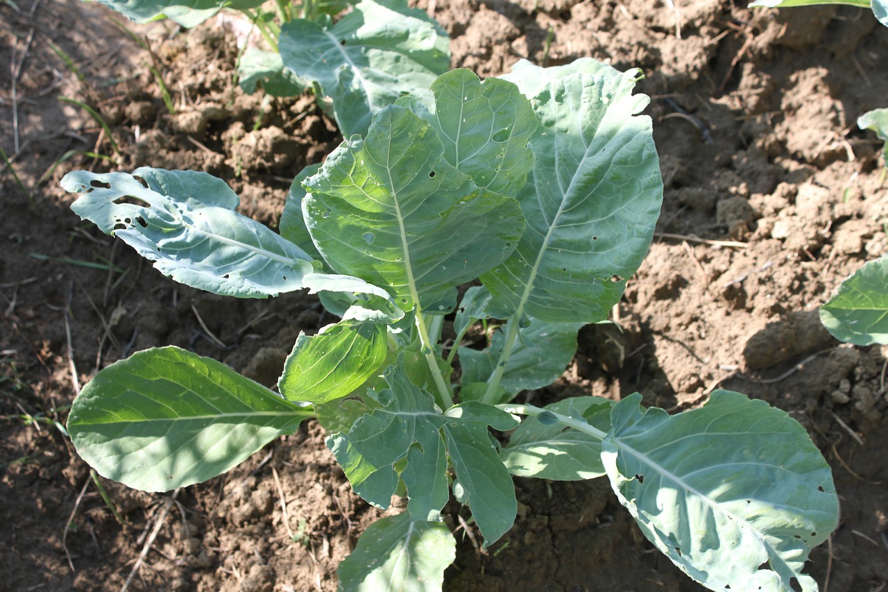 agriculture cabbage culture free photo