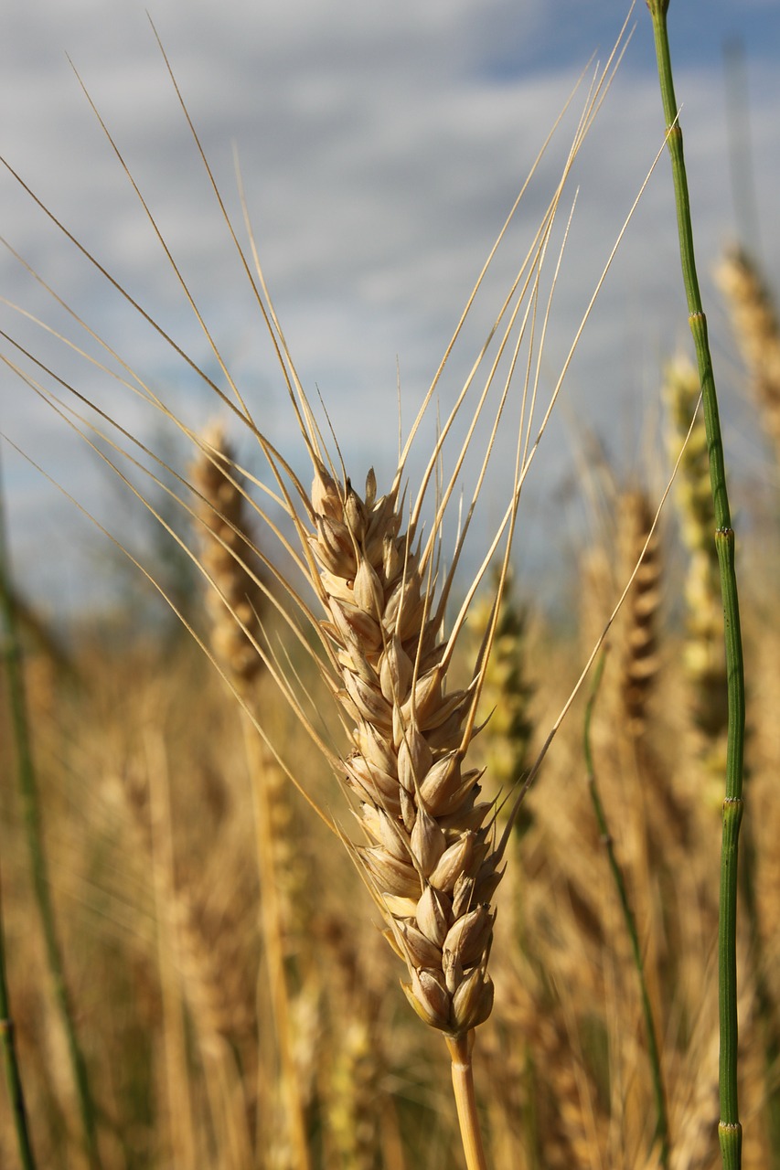 agriculture bread cereals free photo