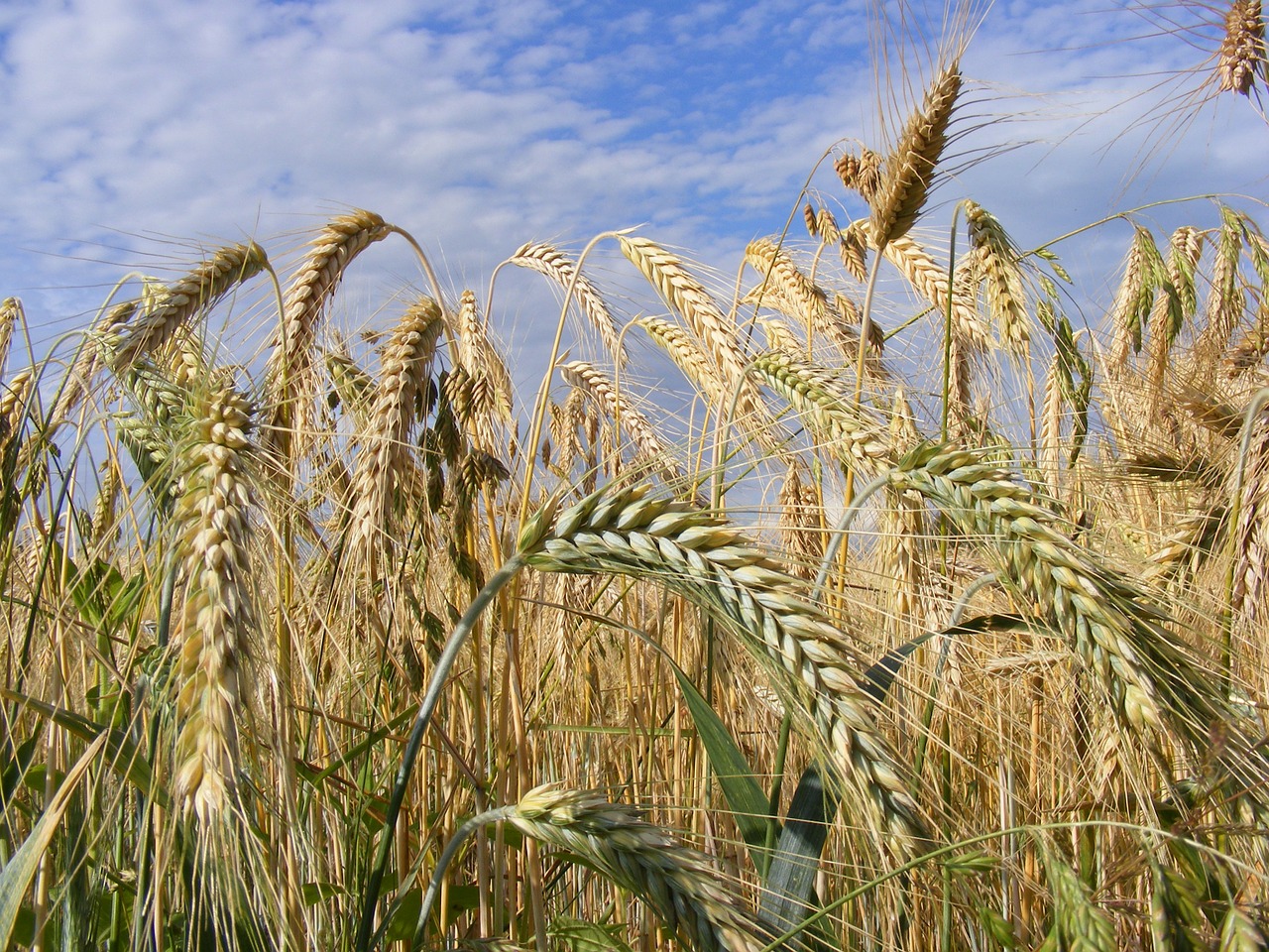 agriculture bread cereals free photo