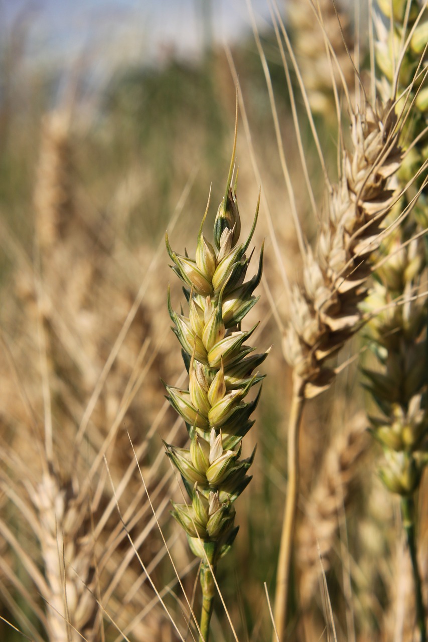 agriculture bread cereals free photo