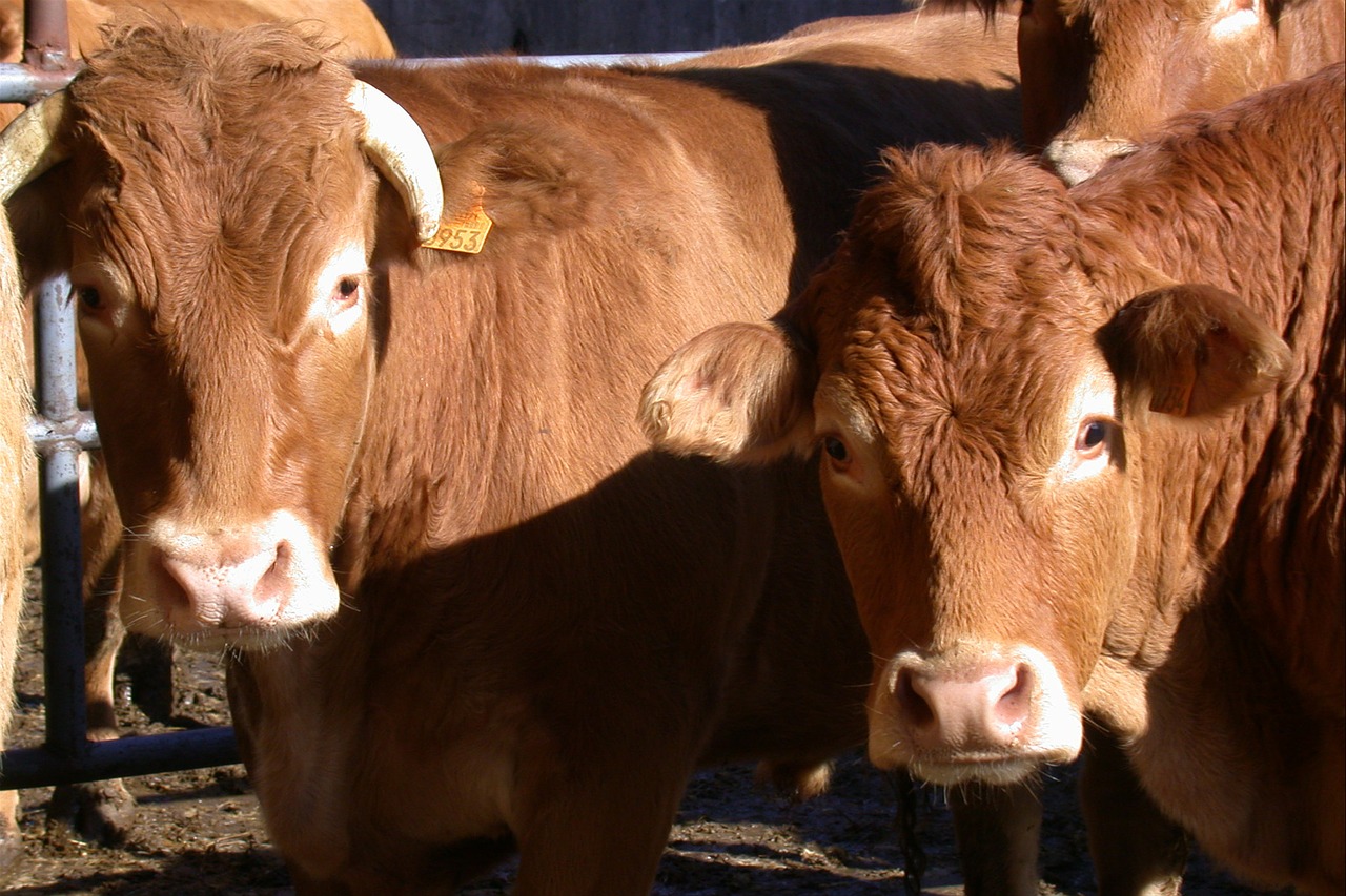 agriculture field cow free photo