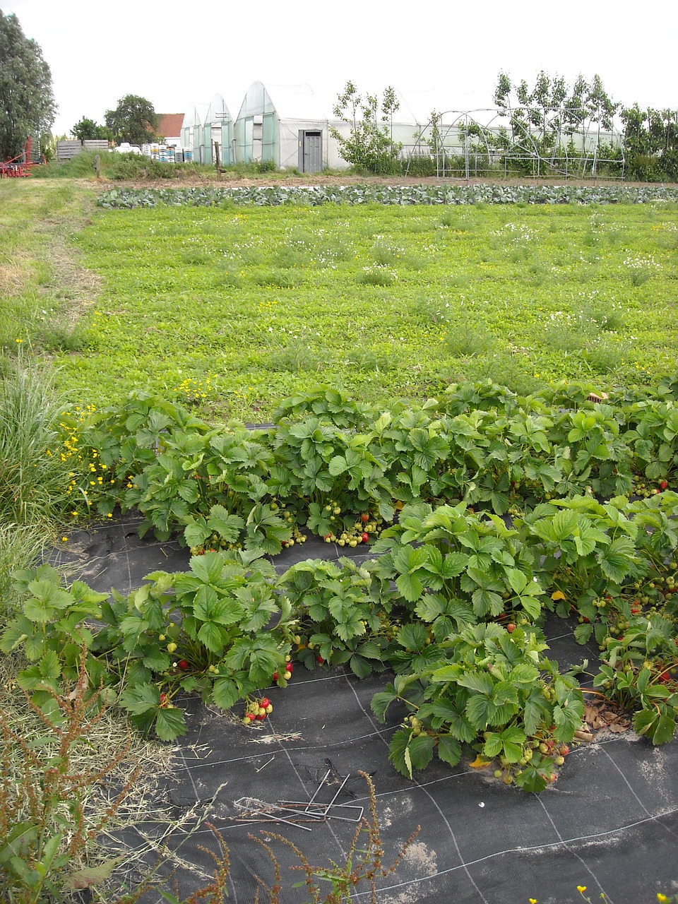 agriculture vegetable garden growing free photo