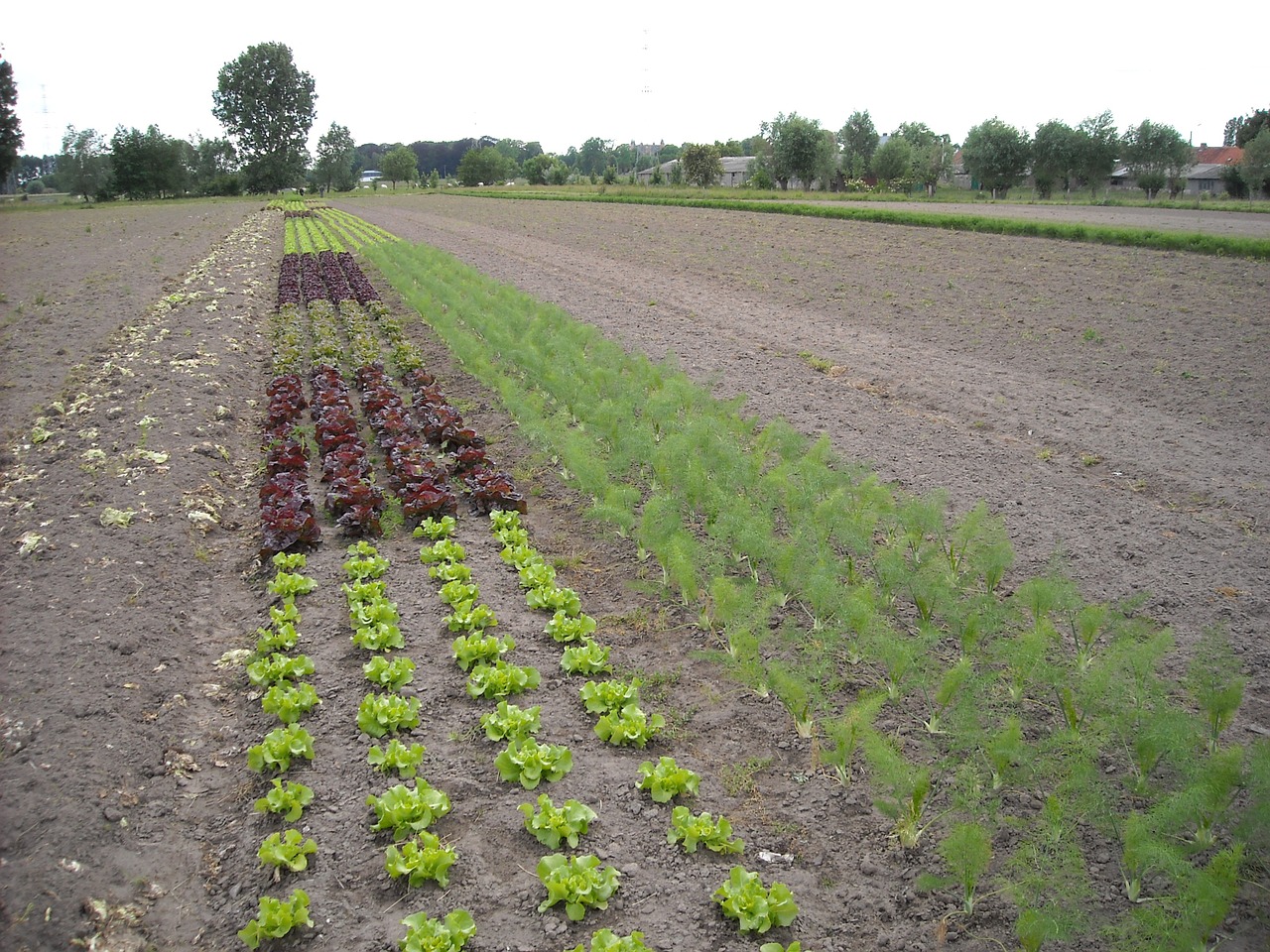 agriculture gardening vegetables free photo