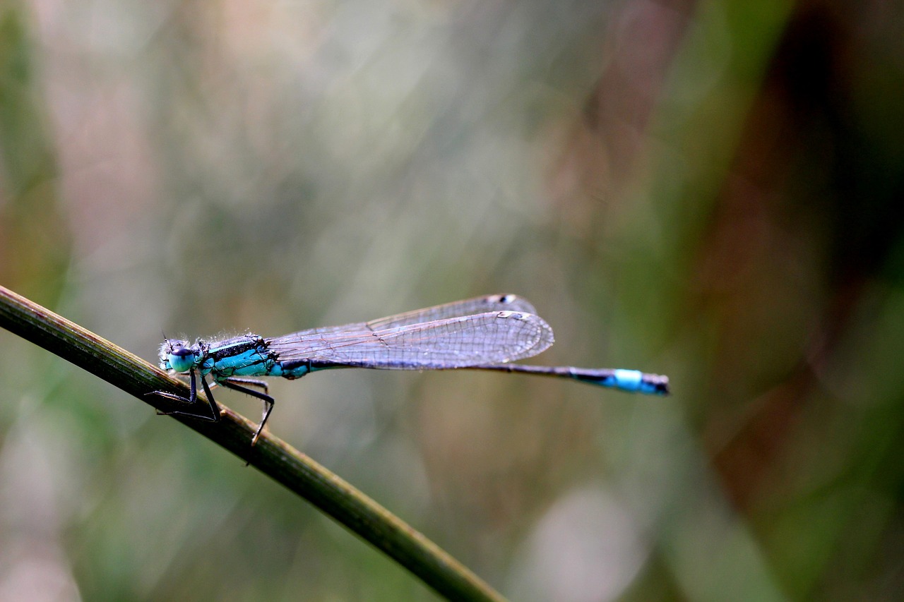 agrion insect macro free photo