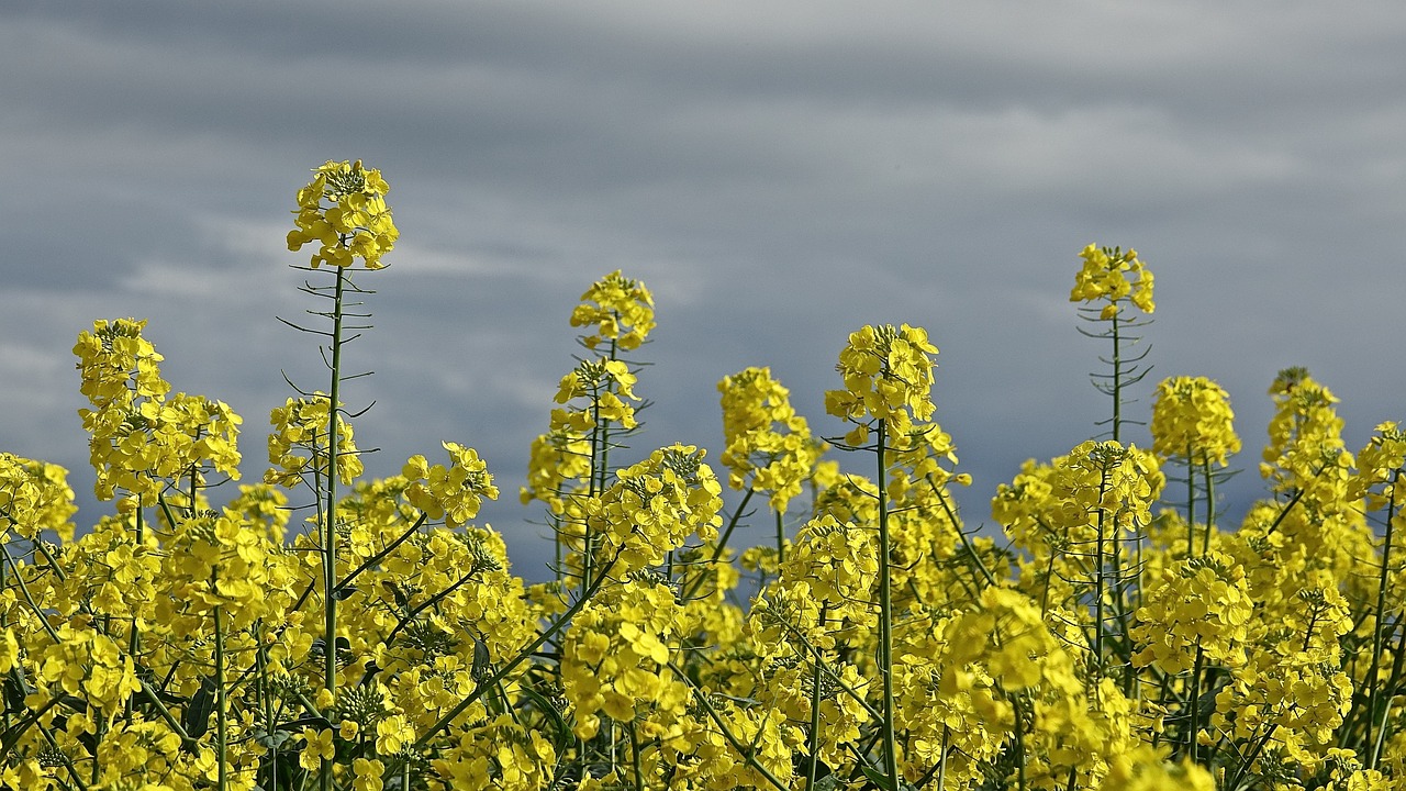 agro-industry  field  flower free photo