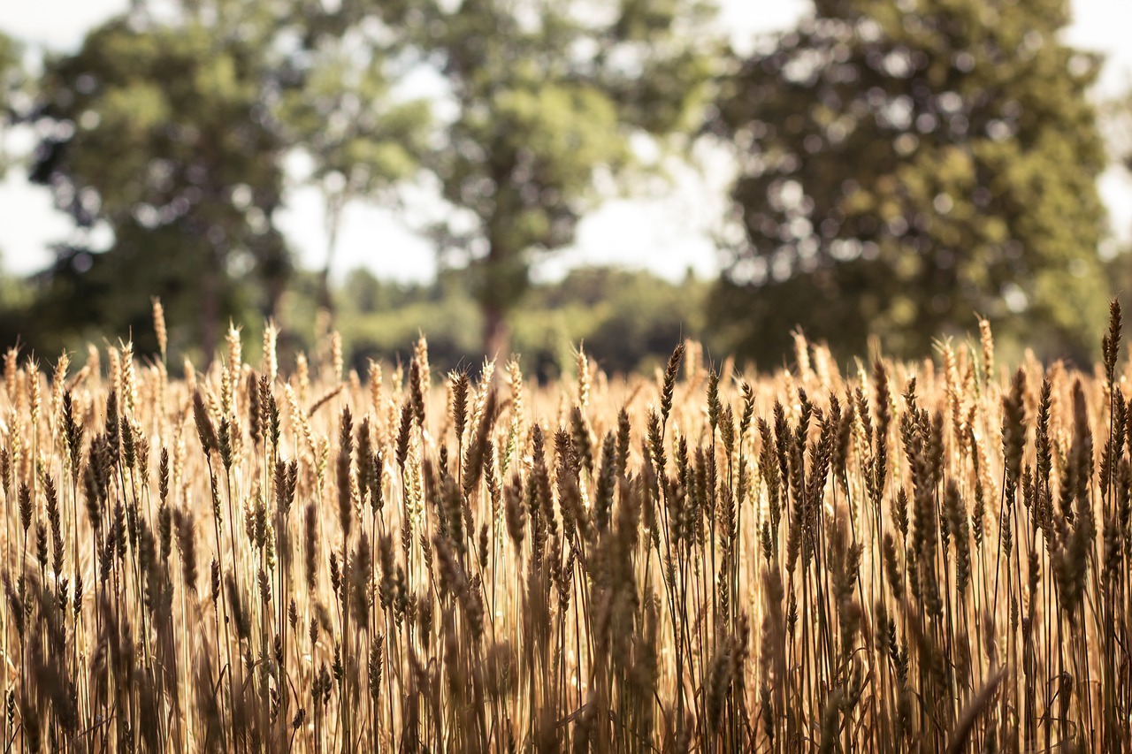 agrofirm nature farm free photo