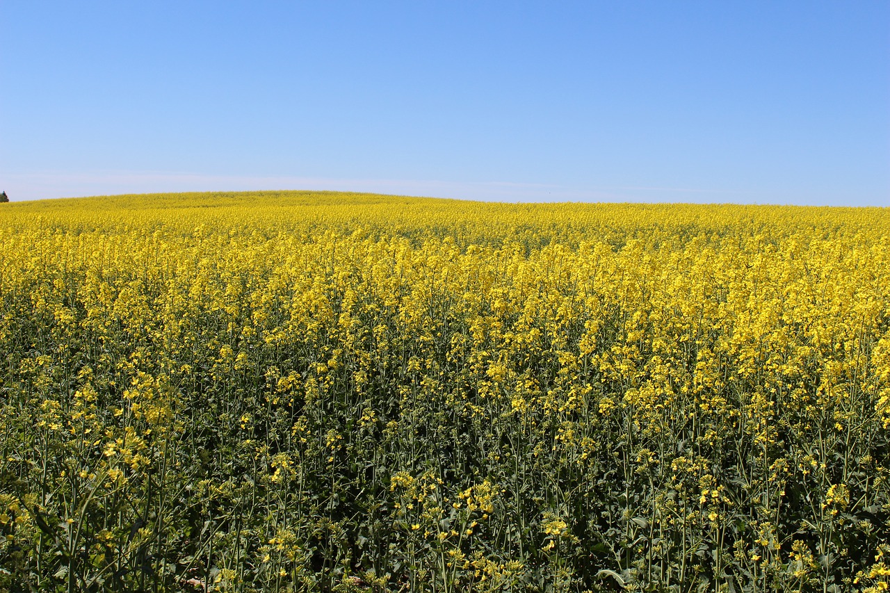 agrofirm  field  harvest free photo