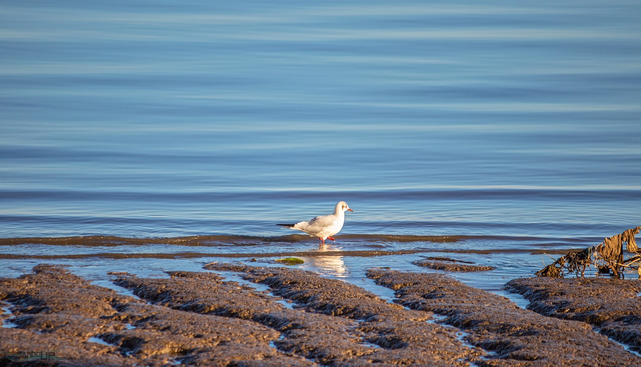 agua  bird  nature free photo