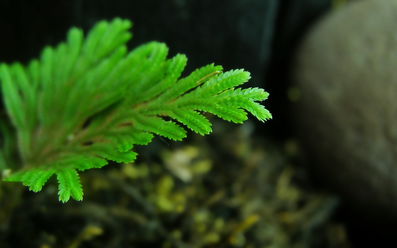 agua green fern free photo