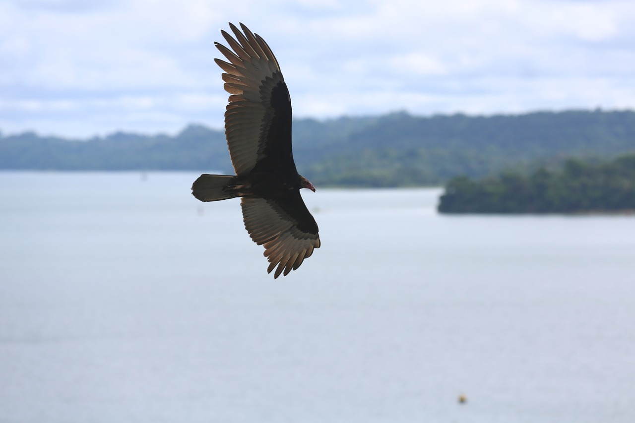 águila eagle bird free photo