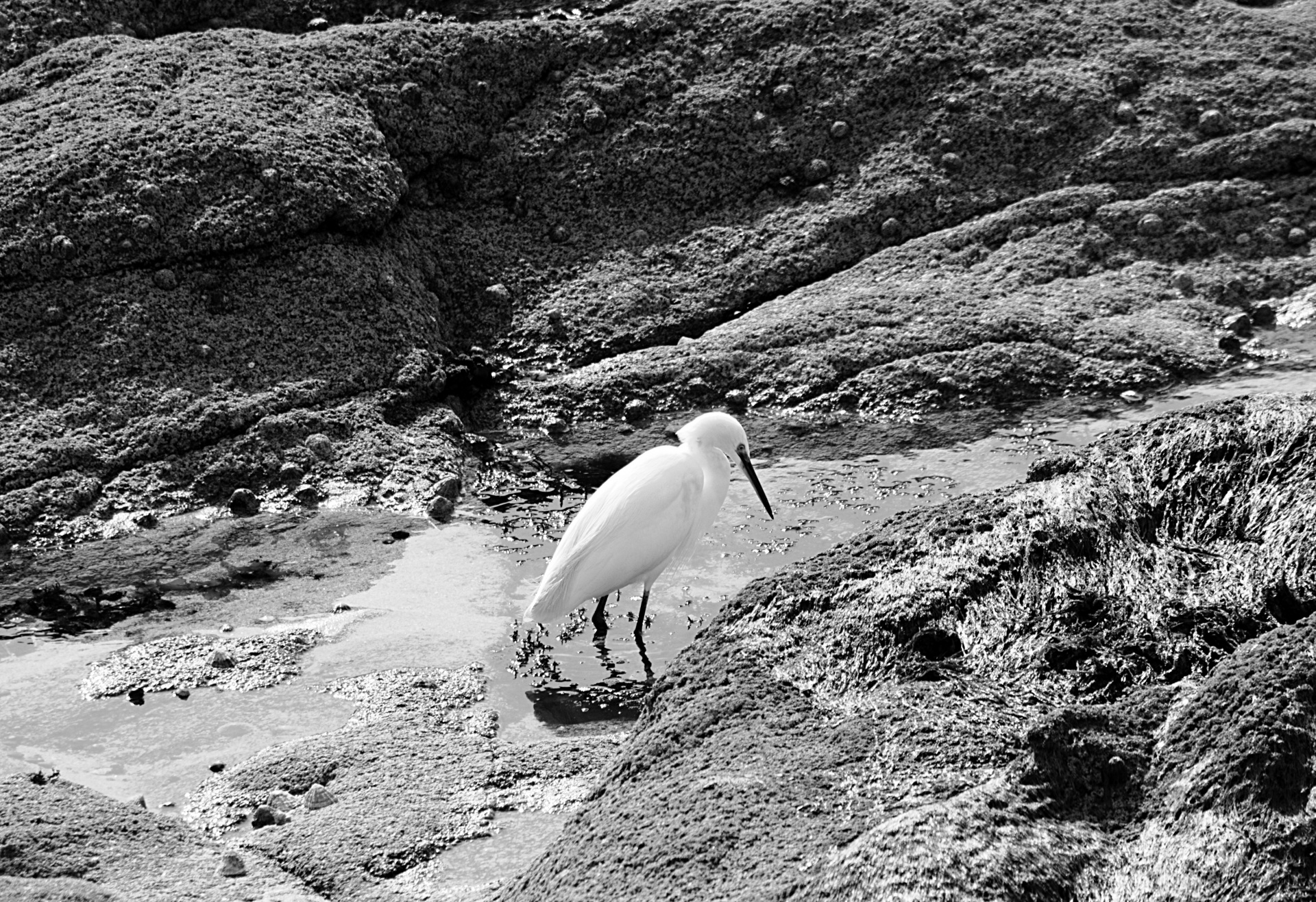 nature egret long beak free photo