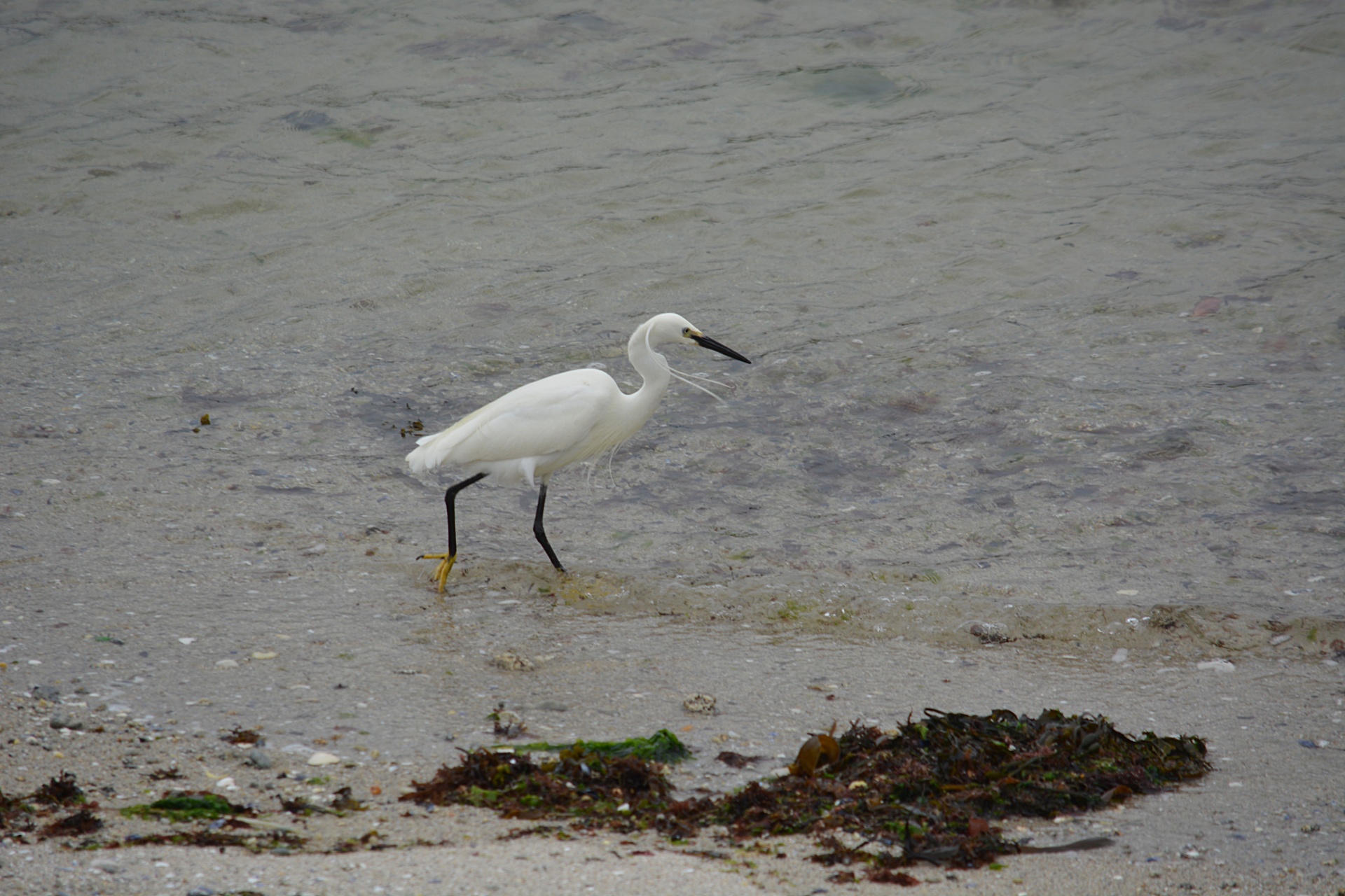 bird egret water free photo