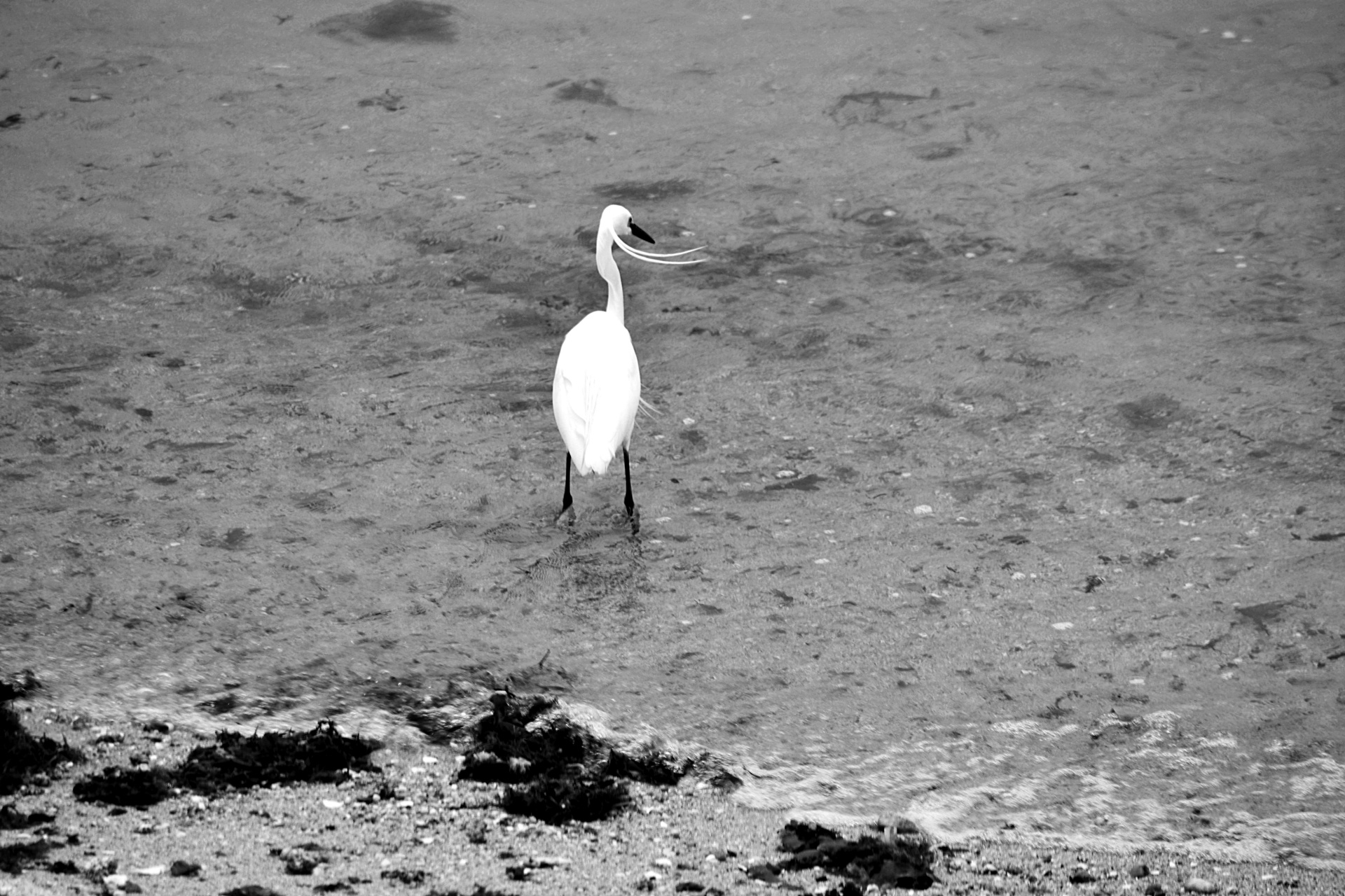 bird egret nature free photo