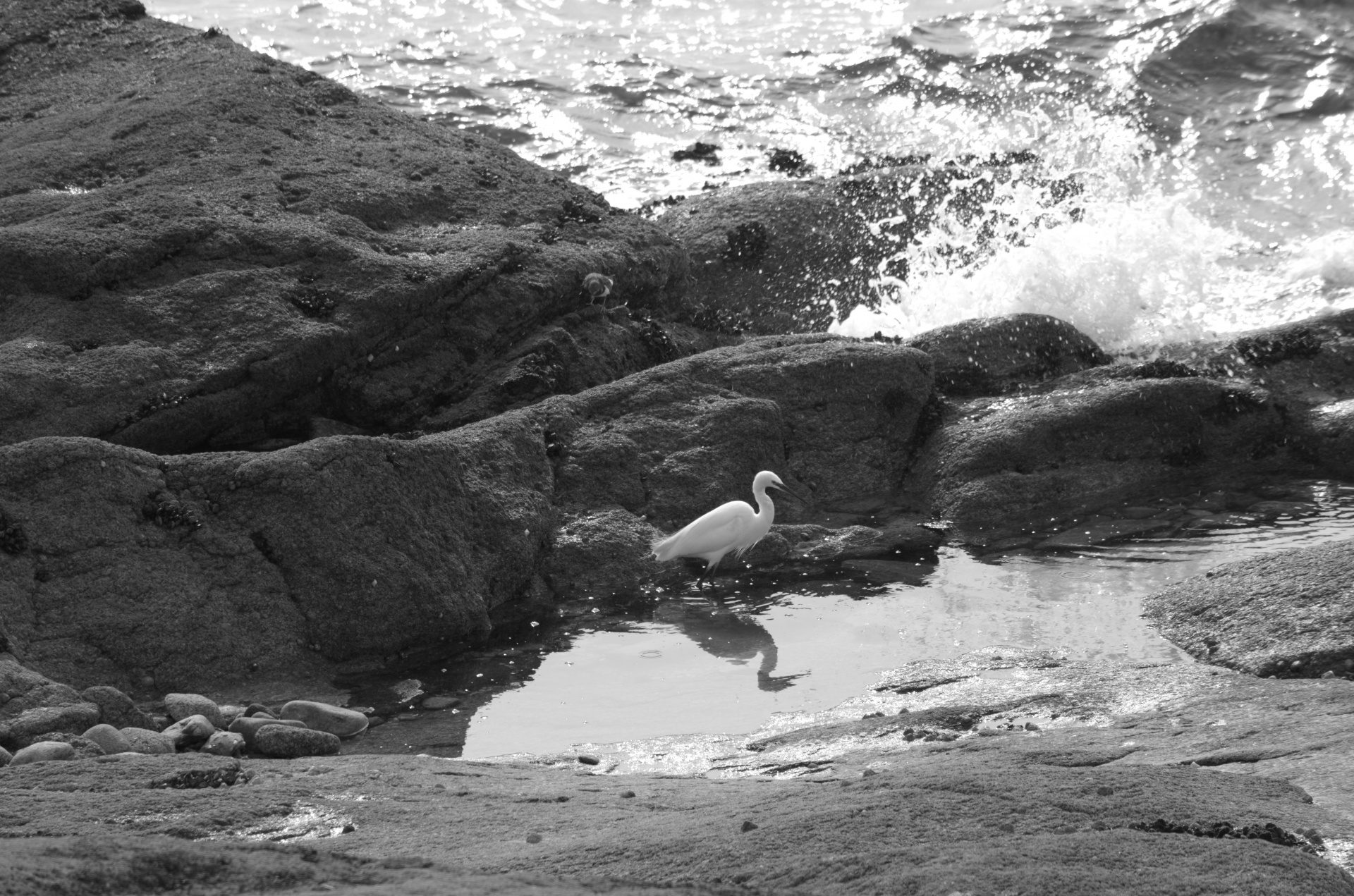 nature plumage long beak free photo