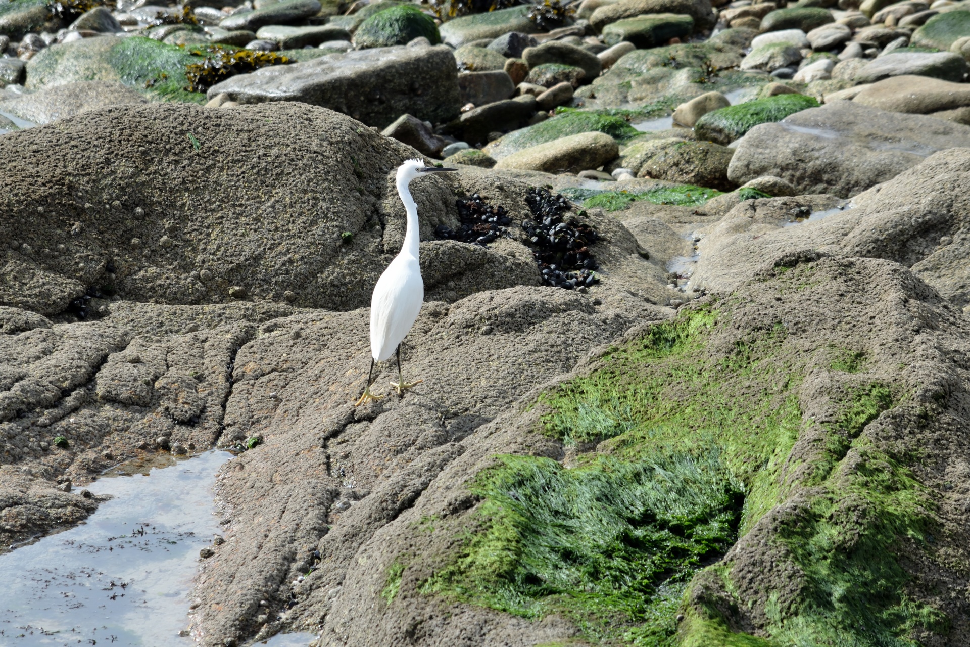 bird white bird long beak free photo