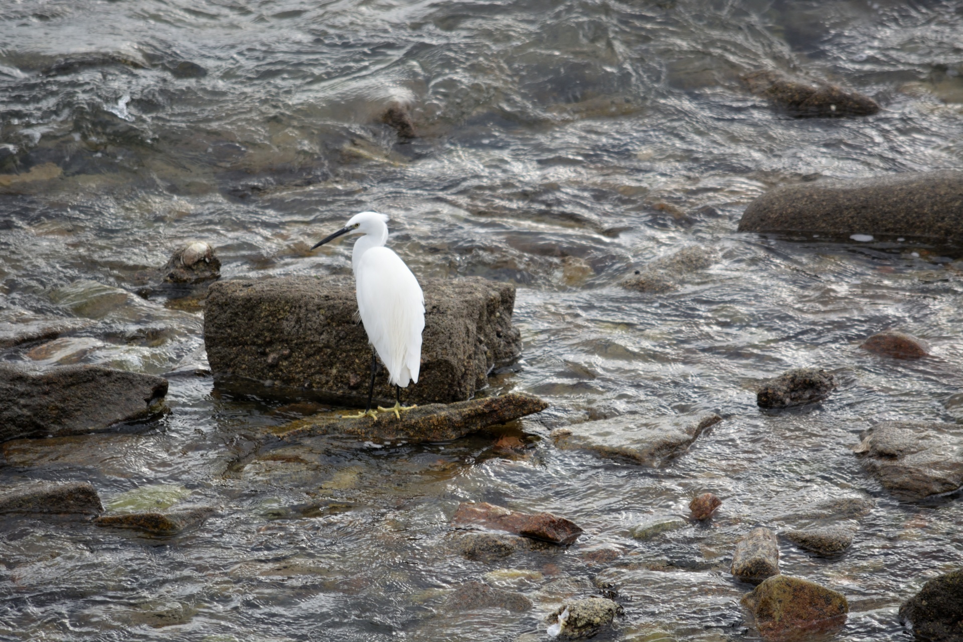 egret bird wader free photo