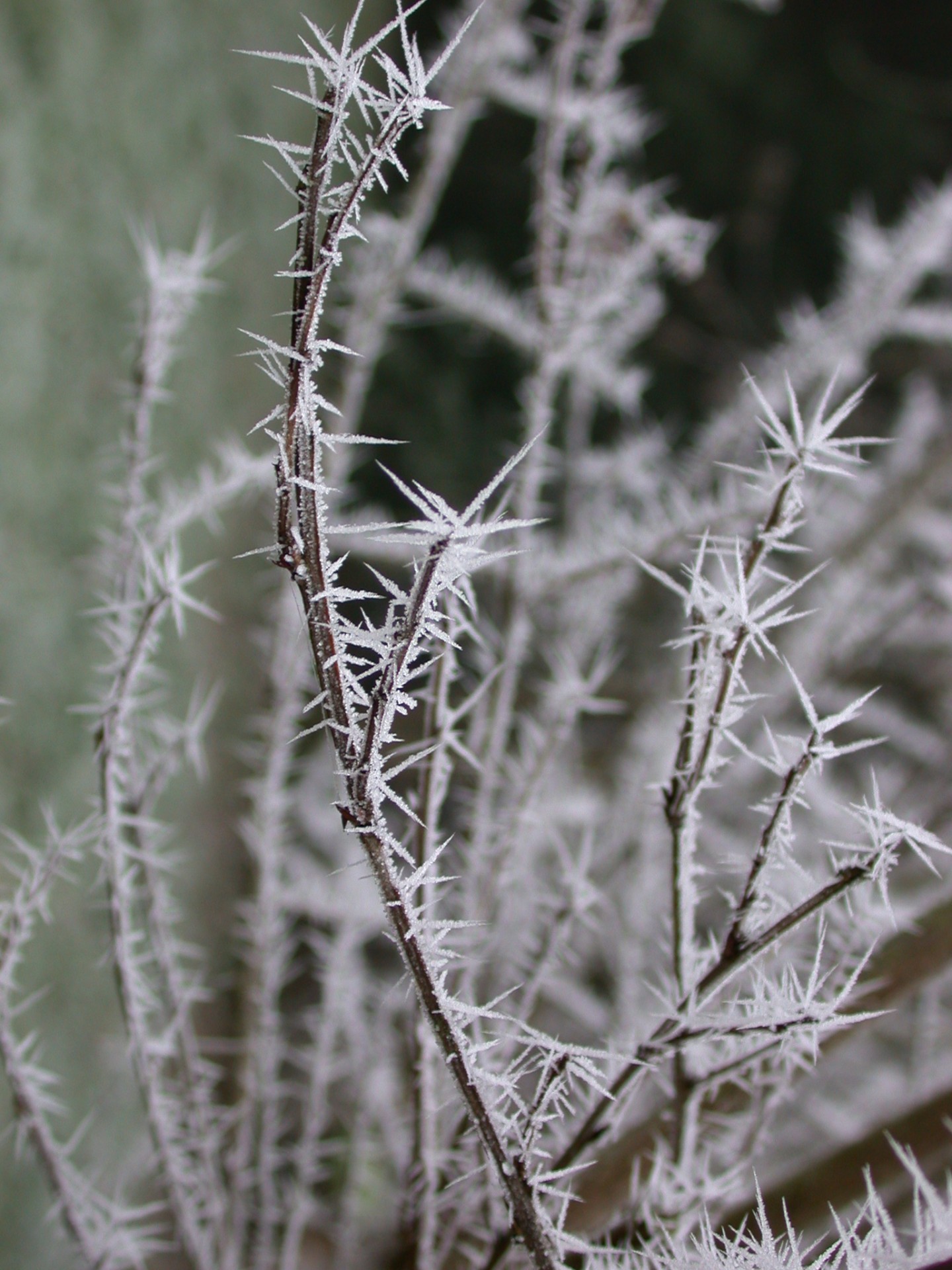 frost needles thorns free photo