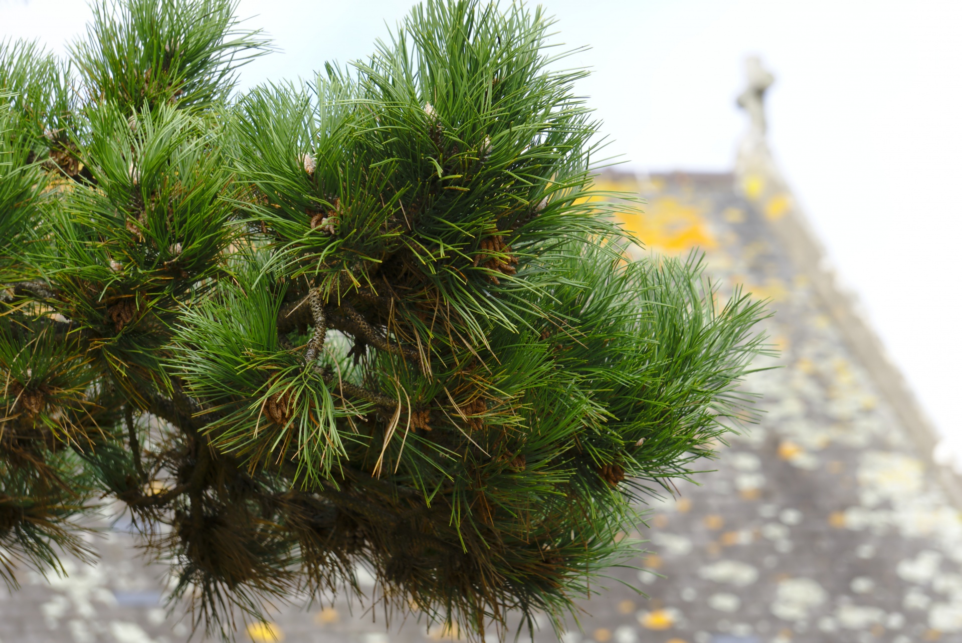 pine spruce tree free photo