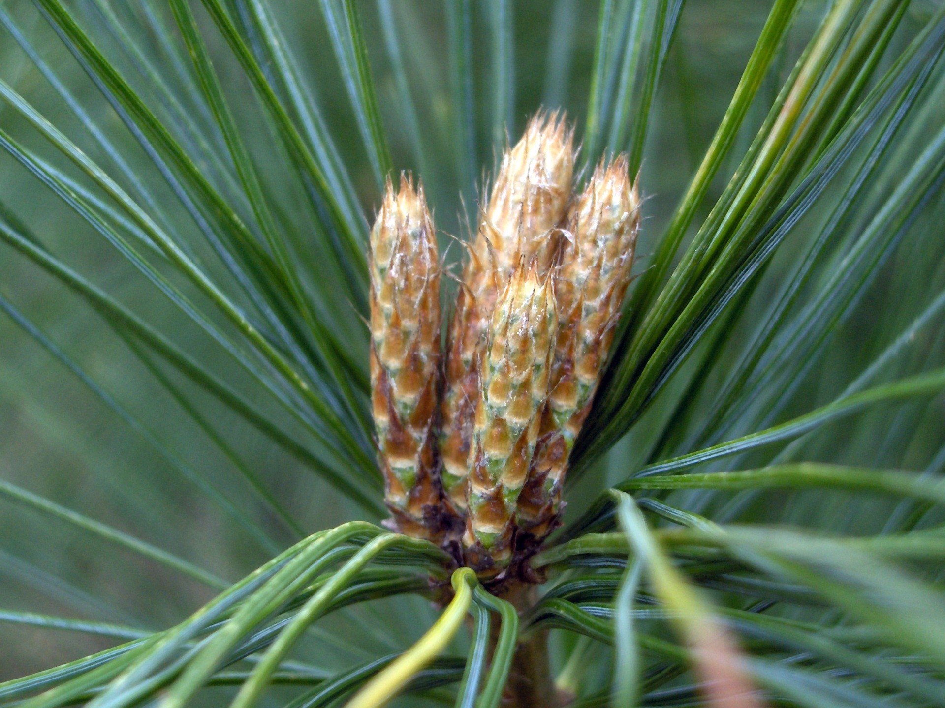 pine tree needles free photo