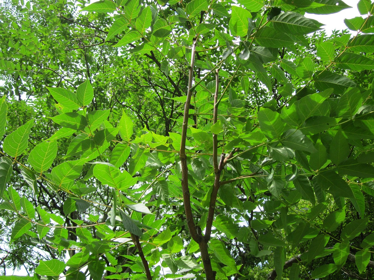 ailanthus altissima tree of heaven flora free photo