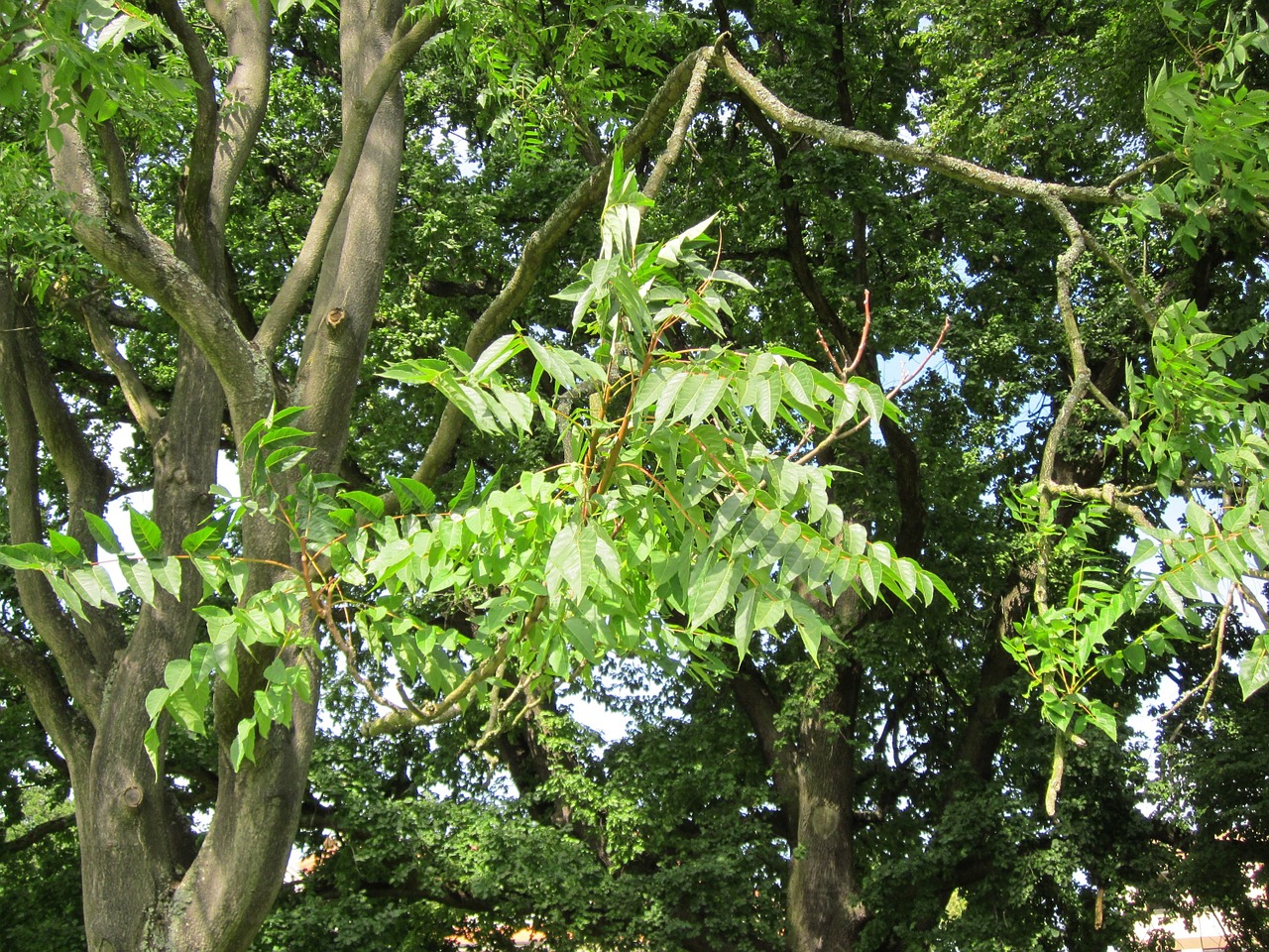 ailanthus altissima tree of heaven flora free photo