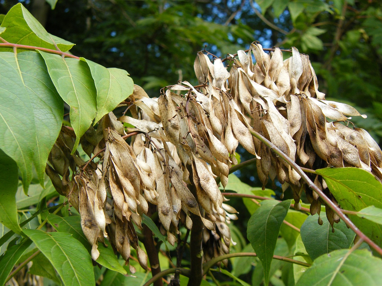 ailanthus altissima tree of heaven ailanthus free photo