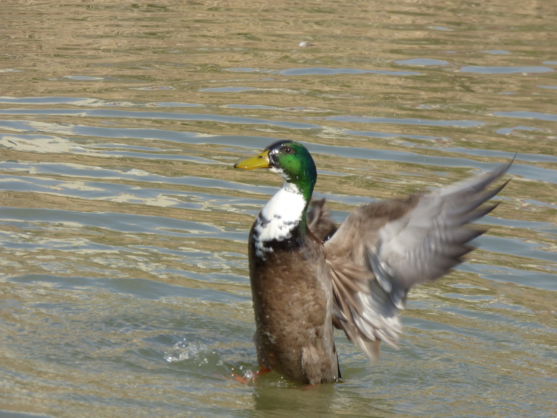 duck neck green free photo