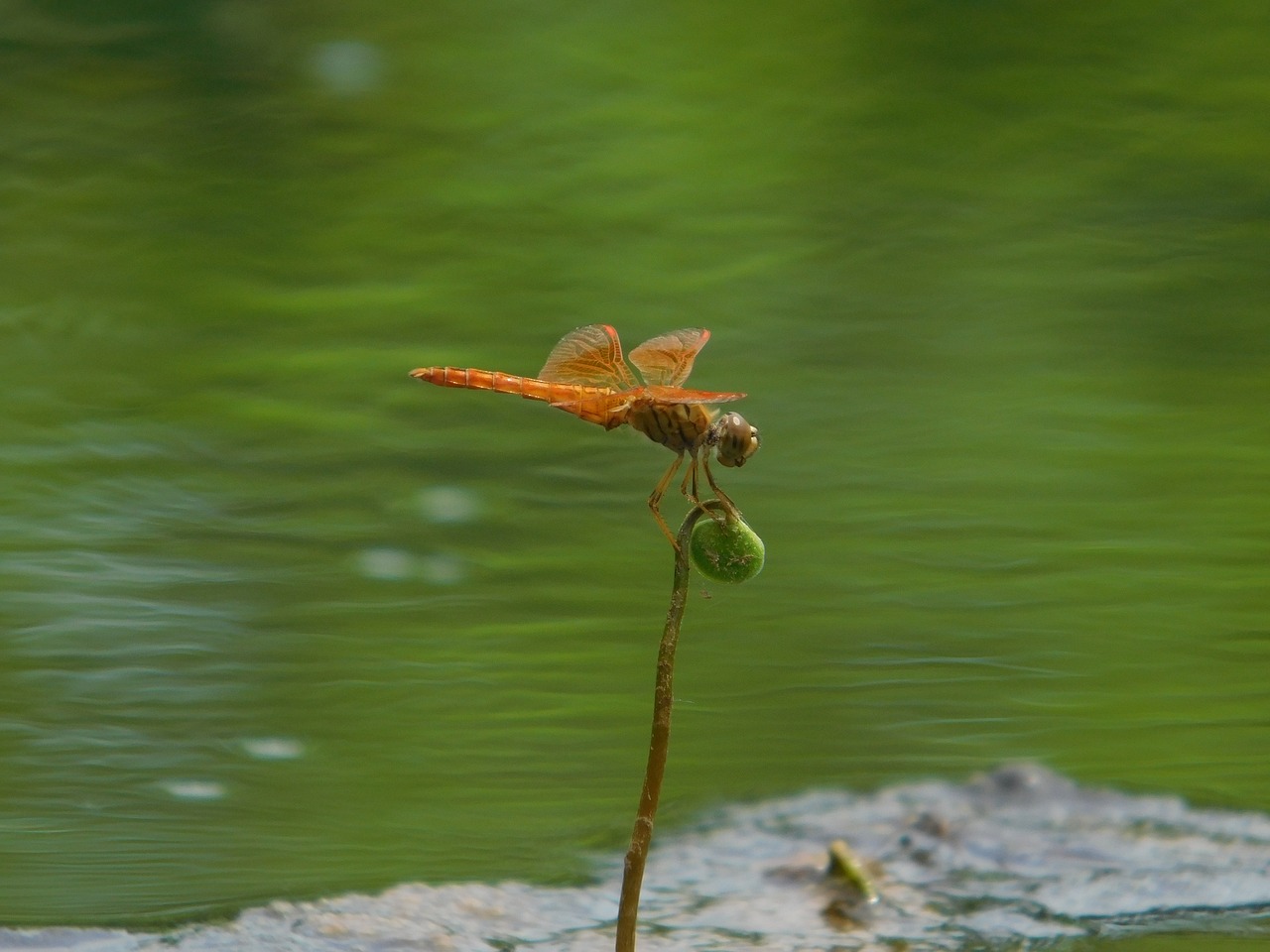 air orange green water free photo