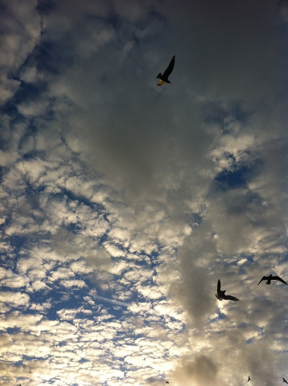 air seagull clouds free photo