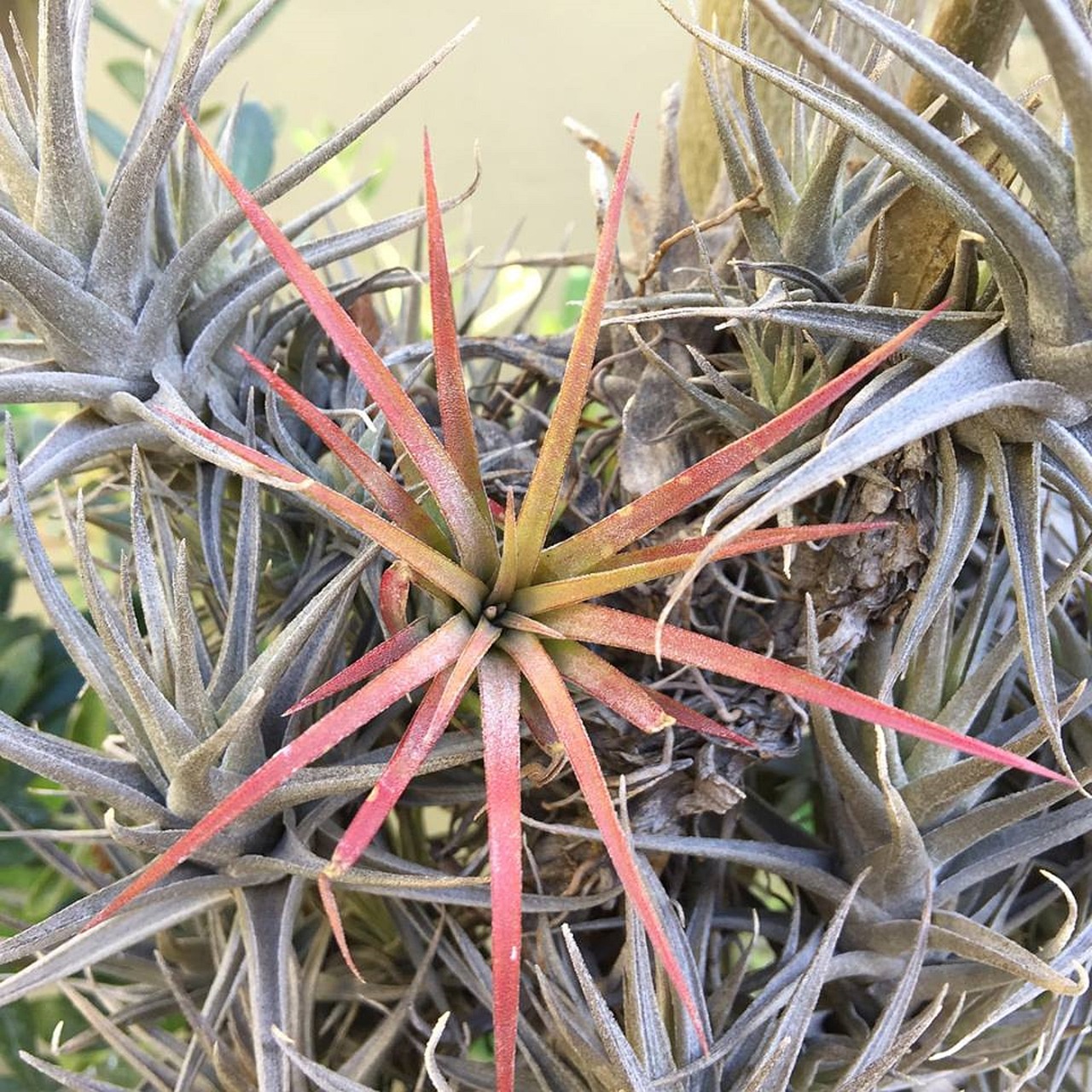 air plant red grey free photo