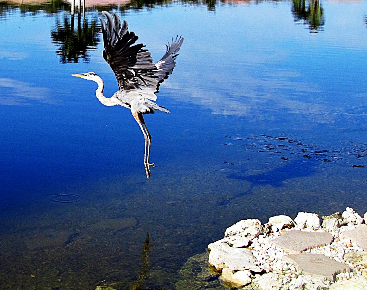 airborne great blue heron free photo