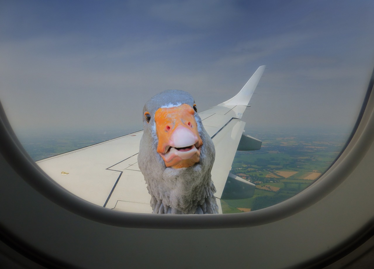 aircraft duck window free photo