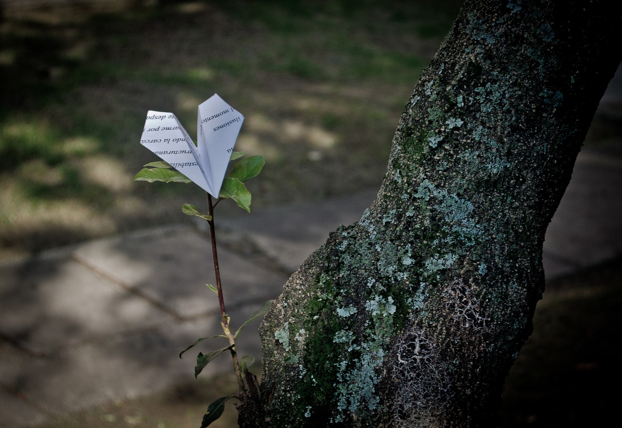 aircraft paper tree free photo