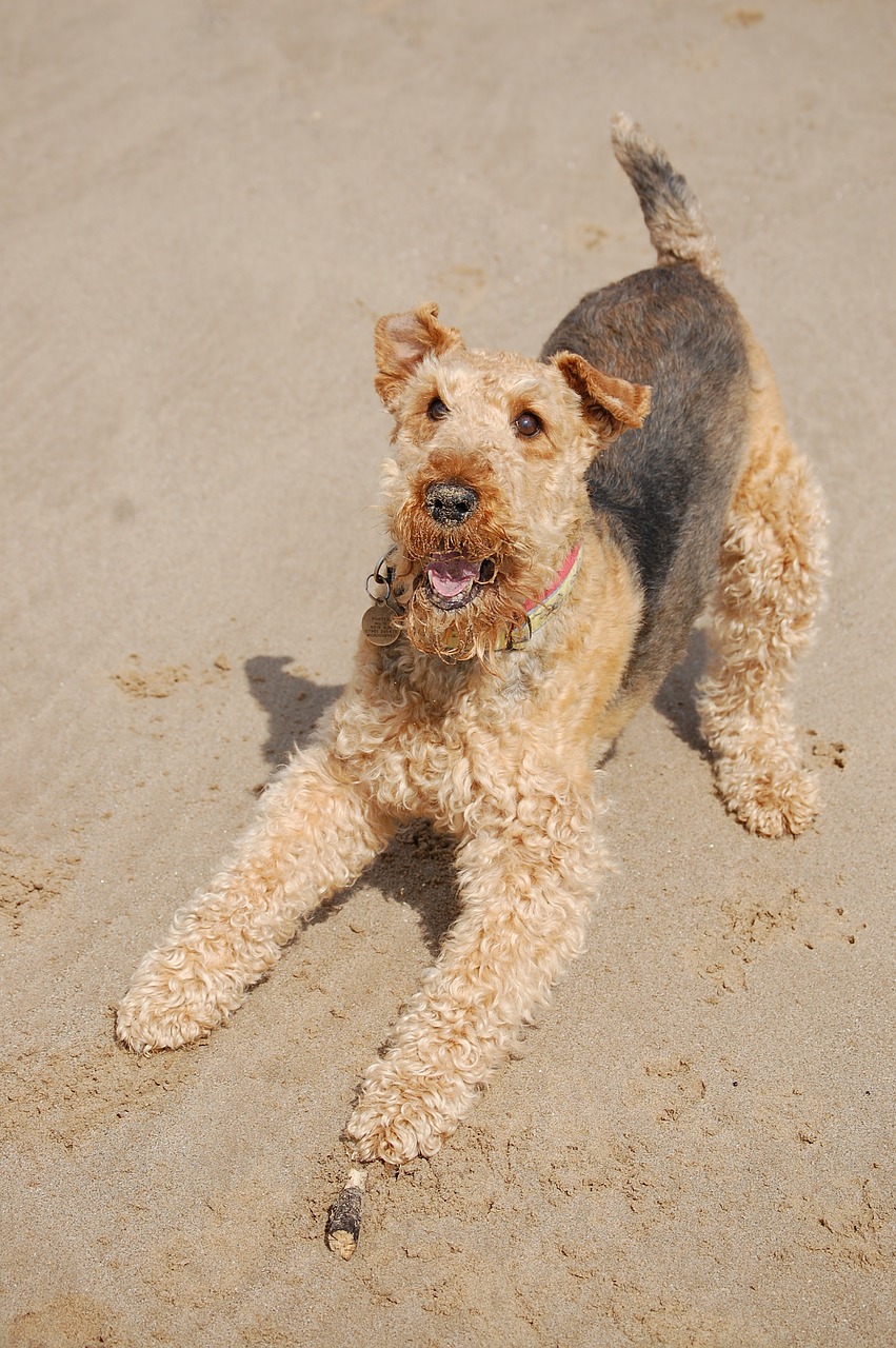 airedale terrier happy free photo